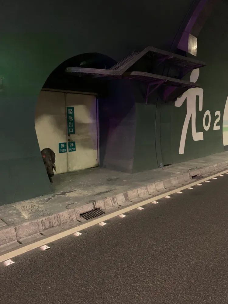 國3中寮隧道出現黑豬。翻攝畫面