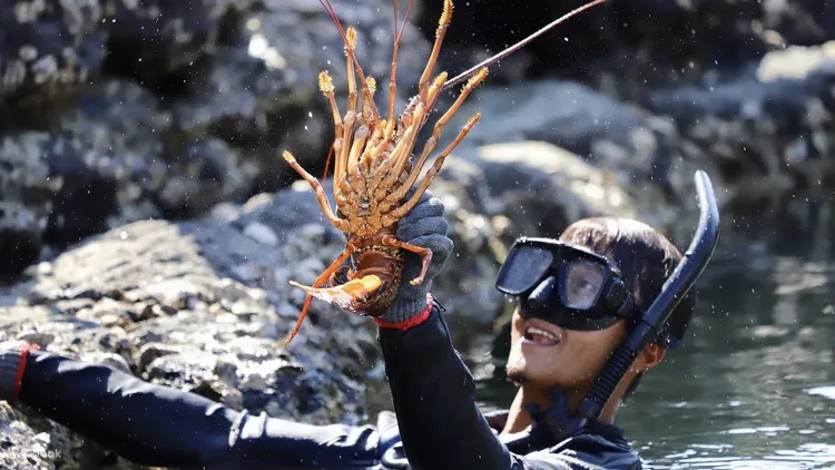 Klook平台上的東海龍蝦島一日遊，將至龍蝦島體驗獨有的抓龍蝦、潮間帶挖石蚵、岸邊撿螺。業者提供