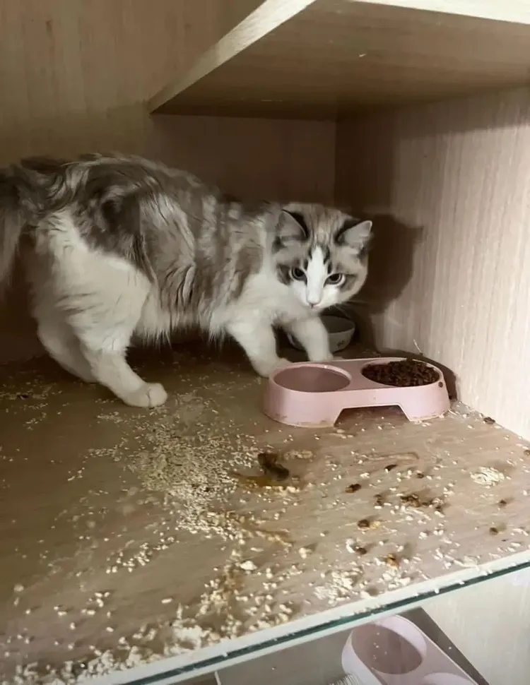 前員工控該家貓咖環境不佳。翻攝Dcard