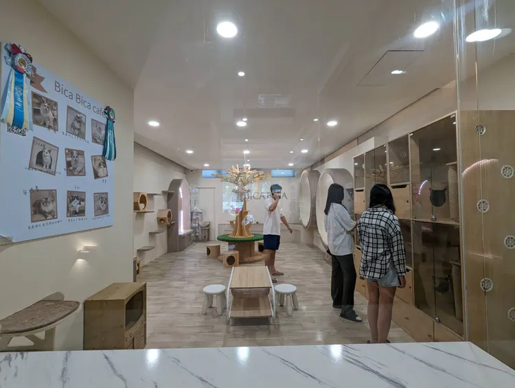 台中市動保處昨天前往稽查，初步未發現受傷貓隻。台中市府提供