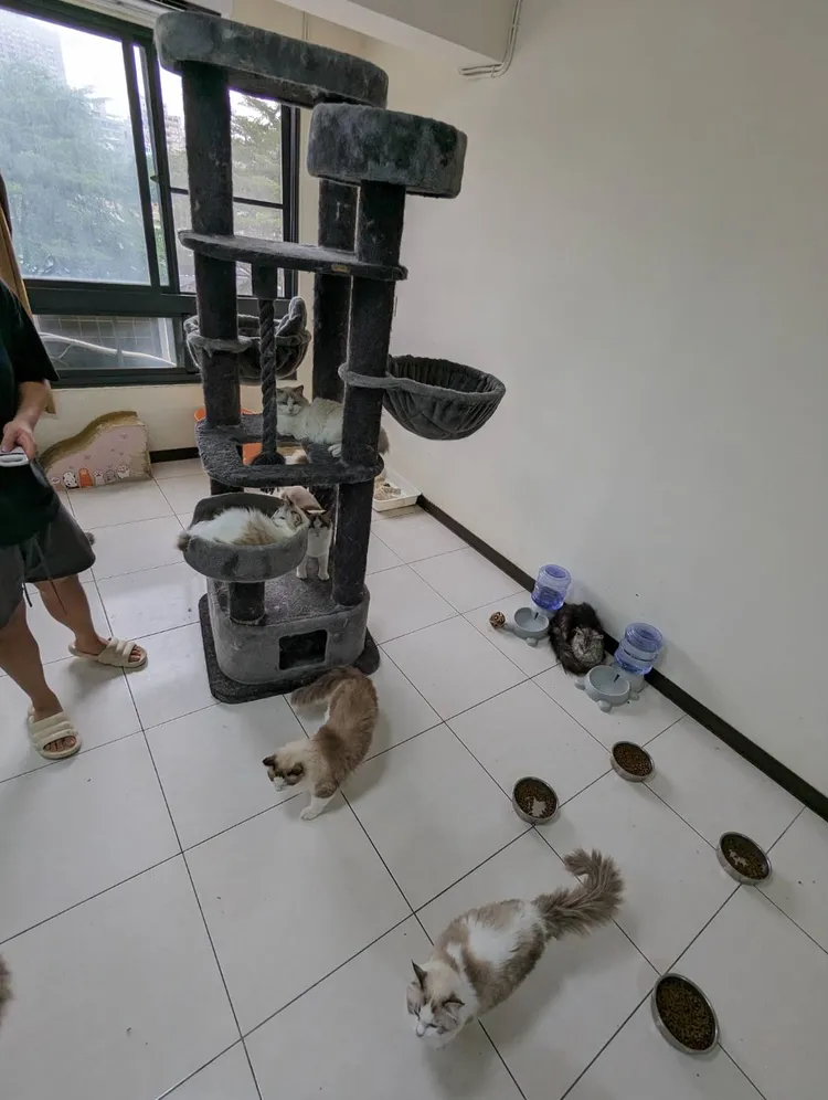 動保處將通知負責人說明，若調查屬實有虐貓情況將依法開罰。台中市府提供