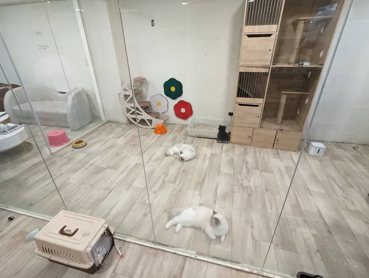 業者否認虐貓，並針對指控逐一解釋，強調與爆料前員工有勞資爭議。台中市府提供