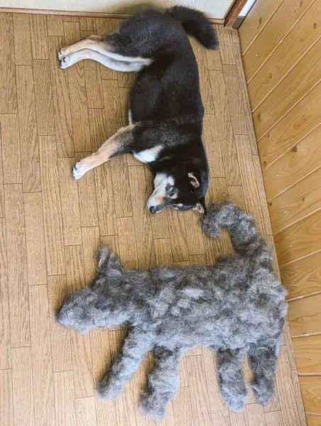 「黑柴Anzu」將狗毛集中拼成分身。翻攝自X社群@anzu_anzu0803