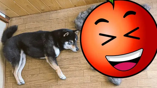 柴犬換毛宛如「靈魂抽離」 成品吸引14萬網友朝聖