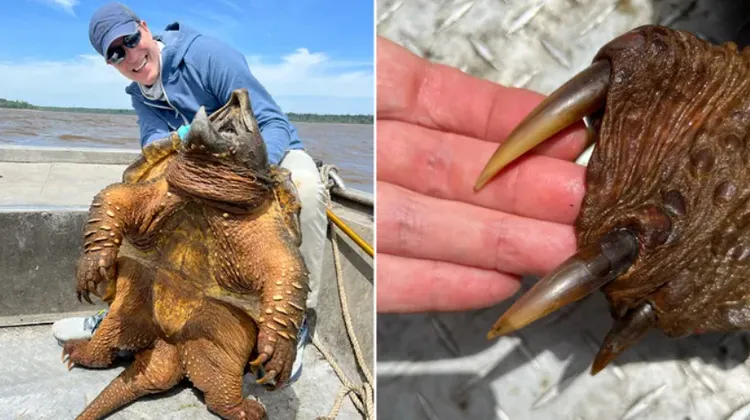 Art Weston從德州薩姆雷伯恩湖中，拉出了一隻巨大的鱷龜。看起來像史前動物。翻攝　Fox News