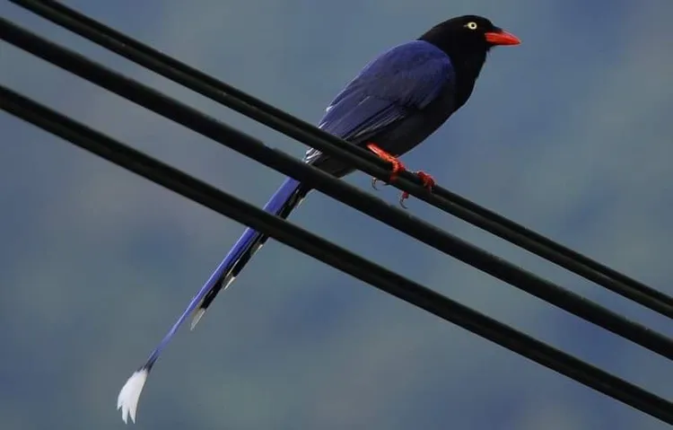 臺灣藍鵲有明顯的長尾。動保處提供