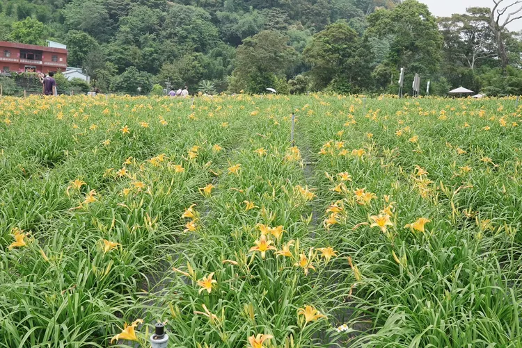 台七線金針花海。農業局提供