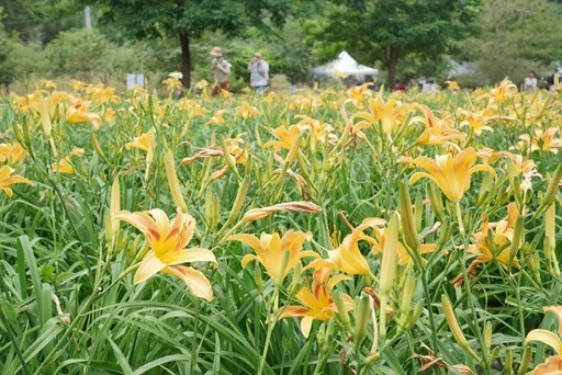 花現台七-繡球金針農遊趣今登場 民眾搶拍17萬株金針花海