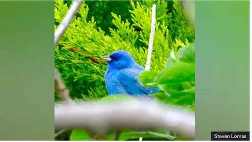 它出現了!史上僅3次目擊紀錄 大批愛鳥者露宿守候