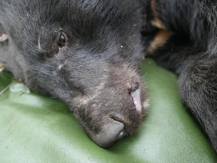 研究團隊為這隻健壯的大公熊，取名為刀疤斯。翻攝黃美秀臉書