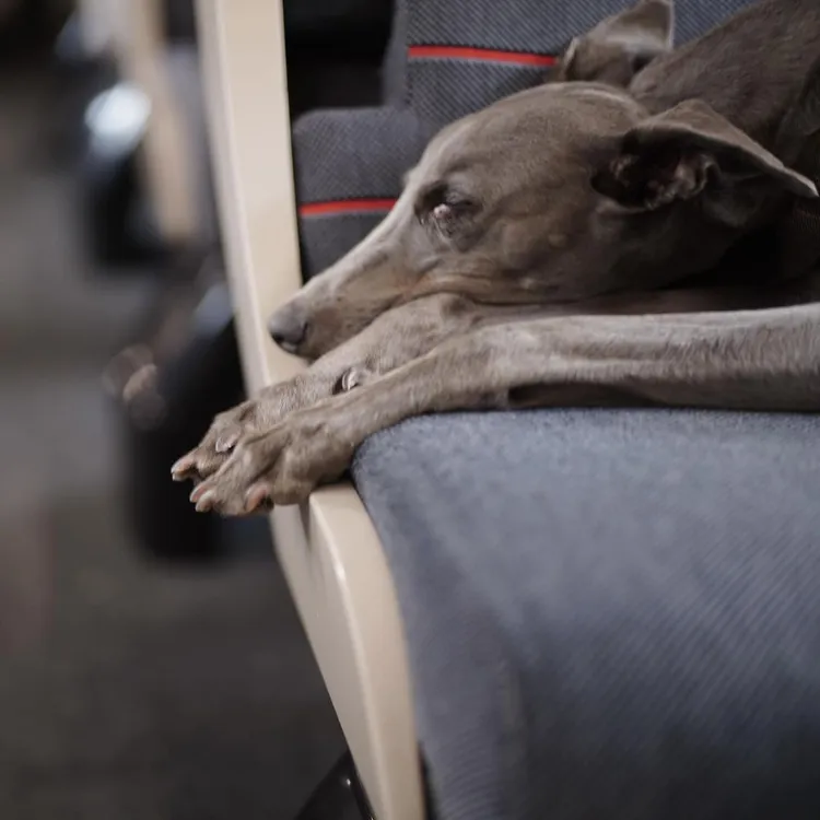 彭于晏的愛犬Xin。翻攝彭于晏IG