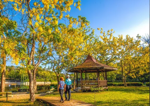 全台最壯觀!台南阿勃勒花季開跑 只要10元入園限額500名