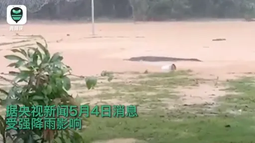 中國廣東暴雨成災　4隻鱷魚逃出養殖場