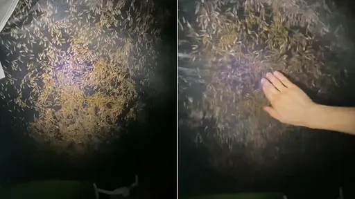 野營被吵醒驚見「萬蟲圍攻」 吸睛900萬人:密集恐懼症發作
