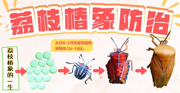 荔枝椿象的一生，外觀變化大。