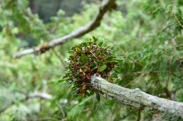 豆蘭屬植物。林業保育署台中分署提供