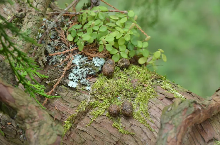 樹幹上的飛鼠排遺。林業保育署台中分署提供
