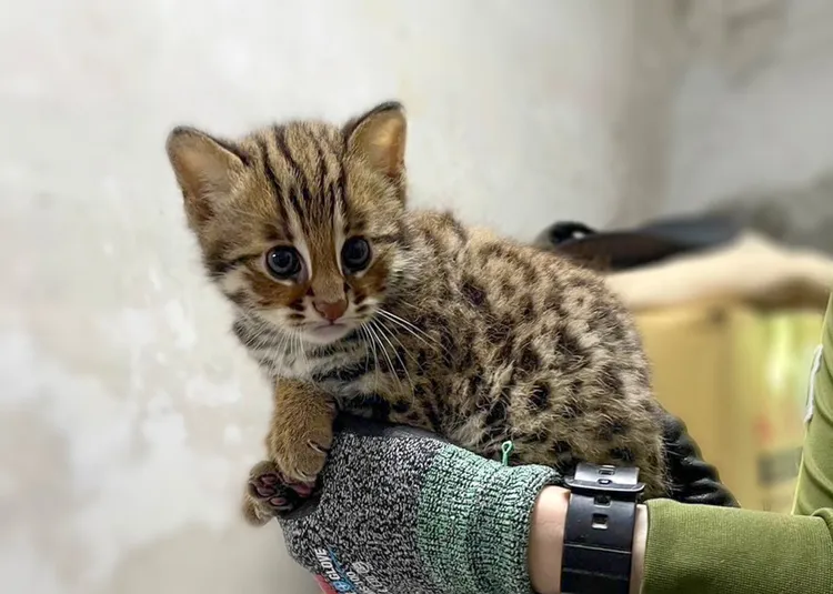 為2024年3月16日出生的石虎「捲心餅(公)」做形質測量。北市動物園提供