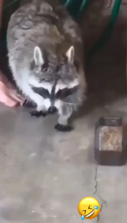 浣熊屬哺乳綱食肉目浣熊科的一種動物。長像可愛但破壞力也很強。FB粉專《Raccoons Family》帳號：Nusrat Jahan 提供