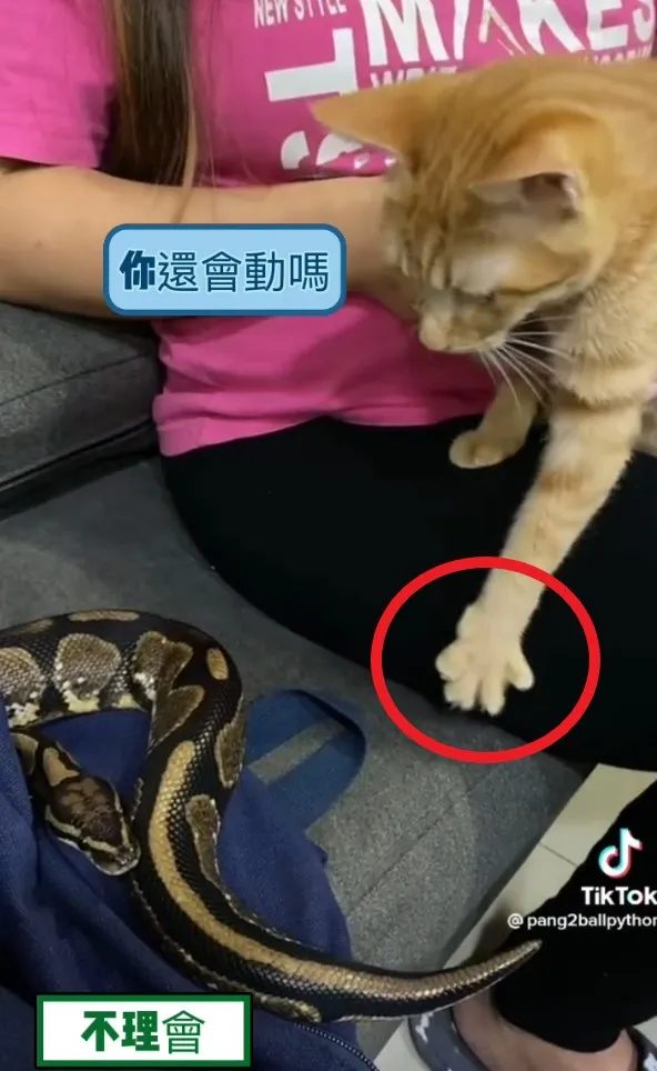 貓開五指摸蛇。TikTok@pang2ballpython / IG：pang2_ballpython 提供