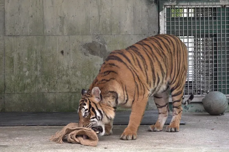 提醒大家參觀時保持安靜以免打擾馬來虎。動物園提供