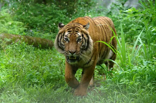 超萌馬來虎亮相!台北市立動物園添兩位新明星