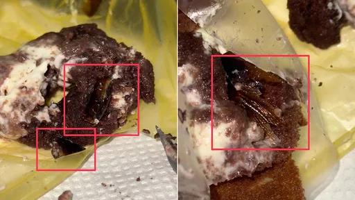 吃蛋糕「卡滋」咬碎大蟑螂 嘉市業者稽查又見小強屍體被罰停業4天