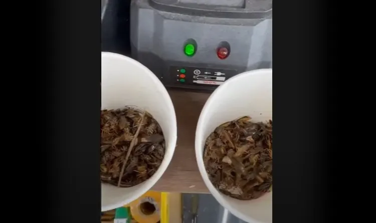 兩杯都蟑螂。翻攝自爆料公社