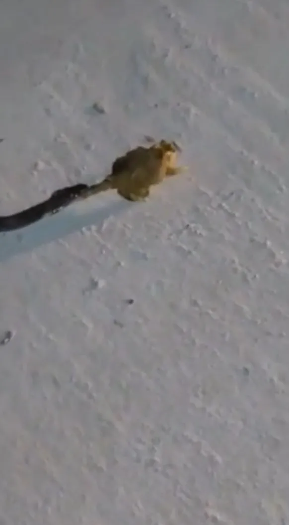 眼鏡蛇咬住了蟾蜍的尾巴這就是大自然食物鏈呀！。FB：郭紘瑜（過路一尾鮮老闆授權）提供