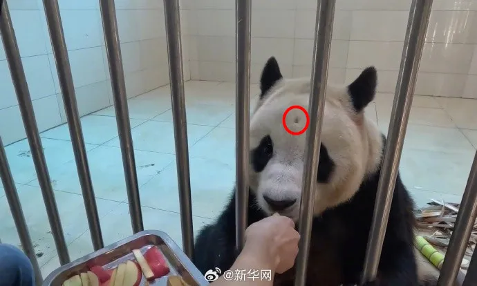 福寶額頭有一個洞引起關注，中國大熊貓保護研究中心回應是牠自己睡出來的。翻攝新華網微博