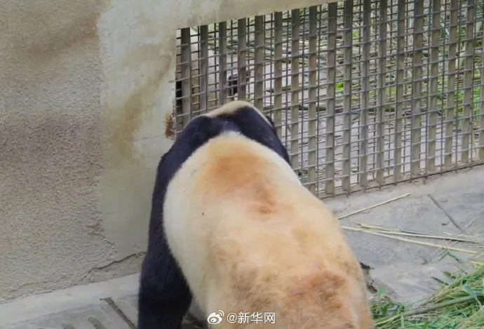 福寶透過交流窗認識鄰居貓熊。翻攝新華網微博