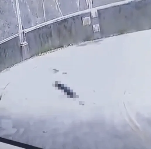 事後遭輾的黑狗艱難離開車道，無奈最終仍不幸身亡。翻攝臉書