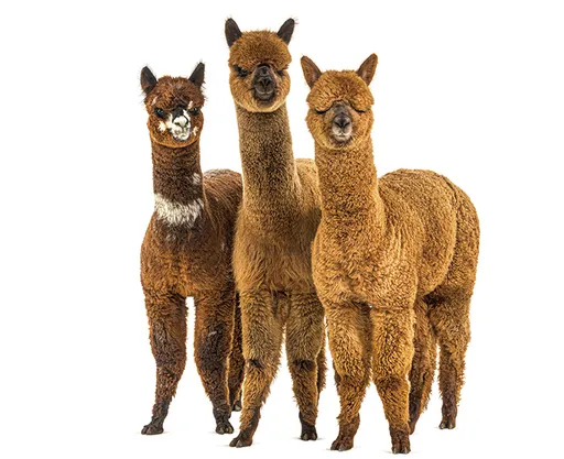 壹蘋派生活美語 好溫暖!毛茸茸的羊駝療癒你心(一)