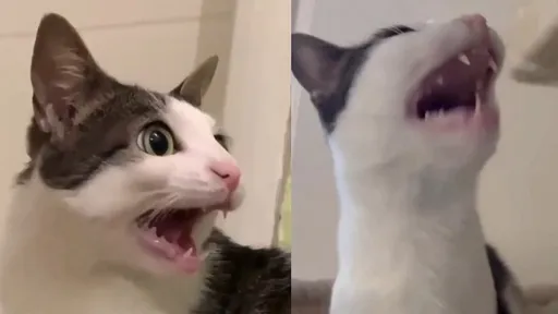 寵物喵皇被呼喚秒回應　越較越大聲喪失耐心狂嘶吼