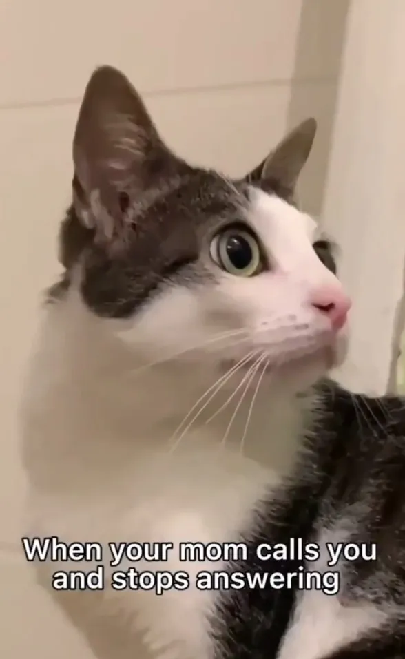 其實偶是一隻可愛又溫馴的貓。IG @petshome_world 提供