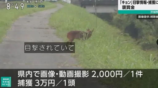 徵求獵人!山羌太多茨城縣祭賞金 獵一頭最高領3萬日圓