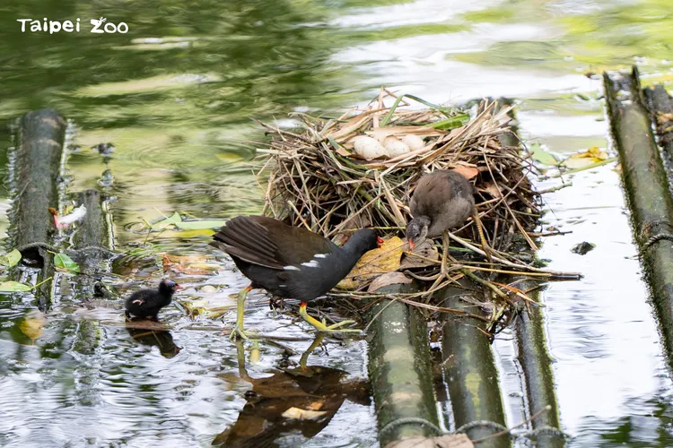 右邊顏色比較淺的是成長中的紅冠水雞，最左邊的則是他的弟弟或妹妹。取自北市動物園臉書