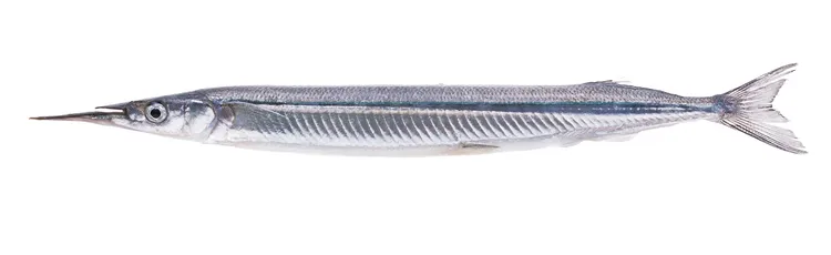 水針魚。翻攝自臺北漁產公司網站