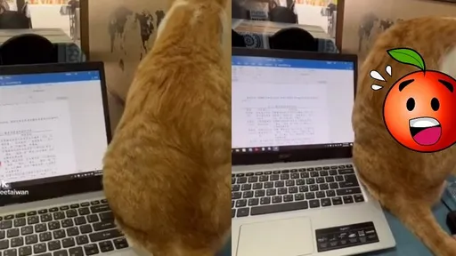 店貓靠近刪除鍵 他見碩士論文有危險:嚇出冷汗