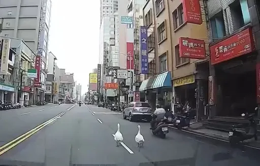 2鵝悠哉逛大街影響交通！警方「逮捕」押上車　開罰飼主並送動保裁處