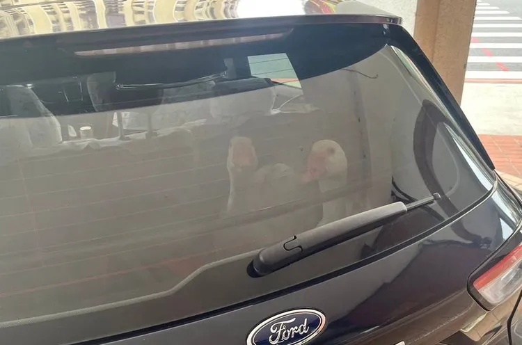 2鵝被捕押上警車。新竹市警局第一分局提供