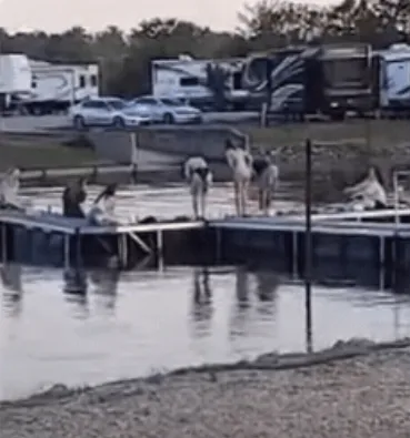 由目擊者提供的影片可看出，吉爾伯特已經沉在湖中20分鐘了，白人同學仍在冷眼觀看。翻攝NEW YORK POST