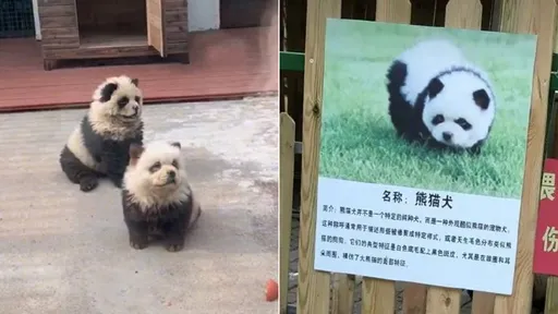 中國動物園「熊貓犬」騙遊客　鬆獅犬冒充！強辯如人類染髮無不可