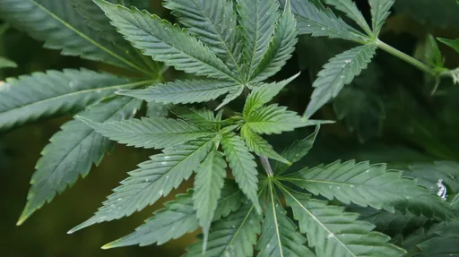 「許多年輕人染上毒癮」泰國大麻政策大轉彎 總理:年底前重新列為毒品