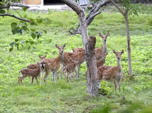 馬祖官員向廠商索賄百萬、殘忍屠殺83頭梅花鹿 監察院通過彈劾