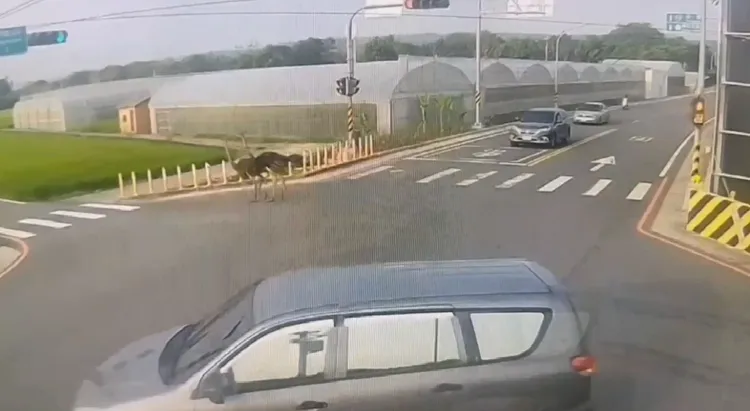 鴕鳥在街頭亂跑，對過往車輛也造成危險。民眾提供