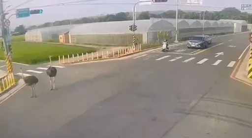 台中街頭2隻鴕鳥逛大街 路人傻眼、警「趕鳥」戒護!再查飼主身分
