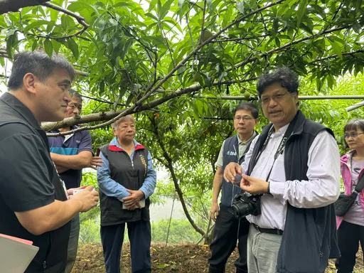 復興區水蜜桃受乾旱影響!逾50公頃受損 市府提報天然災害救助