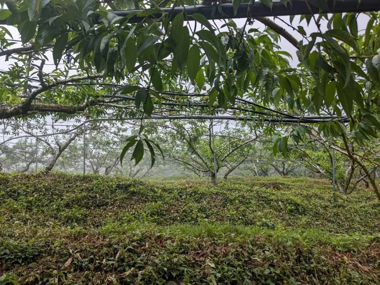 受今年乾旱影響，復興區水蜜桃結果不如預期。桃園市府農業局提供