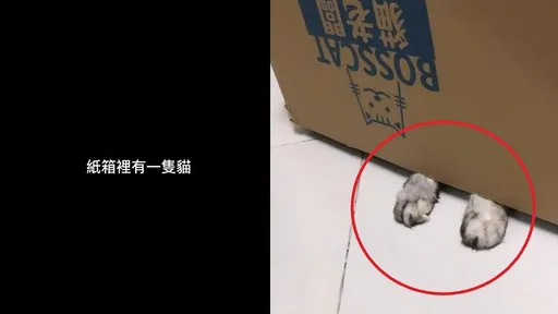 小貓超愛躲紙箱 伸出兩隻手被這物吸引出籠